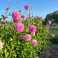 Dahlia 'Lavender Lady'