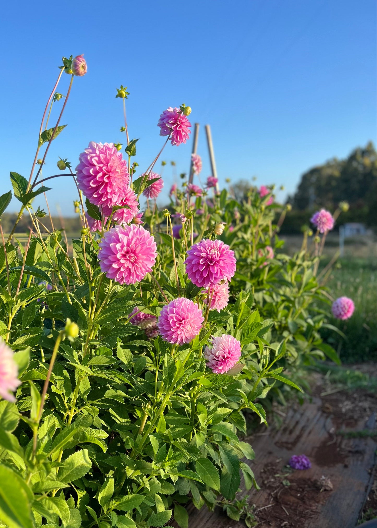 Dahlia 'Lavender Lady'