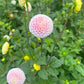 Pompon Dahlia Tubers A Blush Ivory Bowen Pompon  with green leaf growing in a cut flower garden. 
