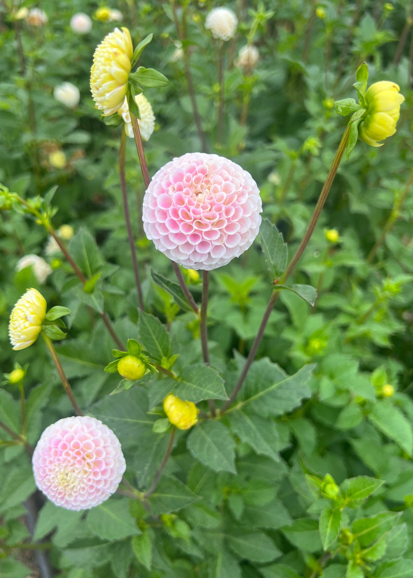 Pompon Dahlia Tubers A Blush Ivory Bowen Pompon  with green leaf growing in a cut flower garden. 