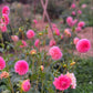 Dahlia 'Hillier Tanunda'