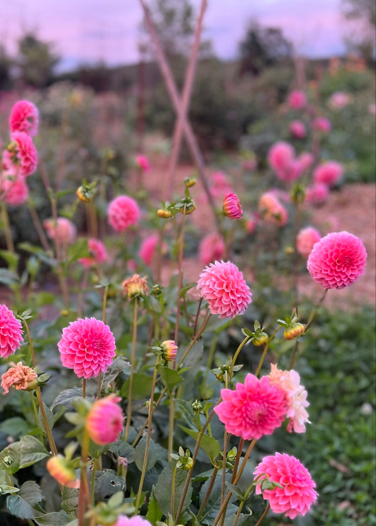 Dahlia 'Hillier Tanunda'
