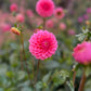 Dahlia 'Hillier Tanunda'