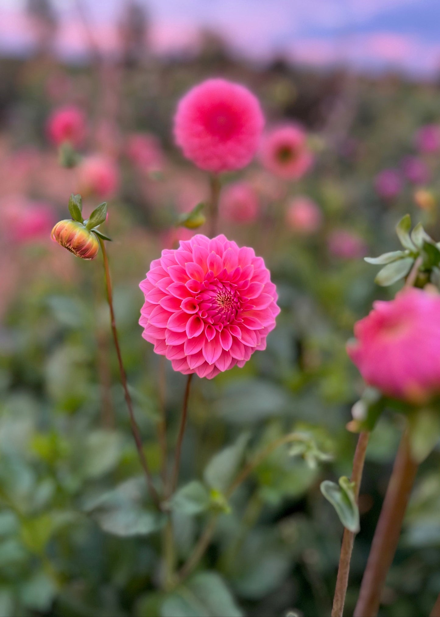 Dahlia 'Hillier Tanunda'