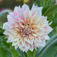 Dahlia 'Cafe au Lait'