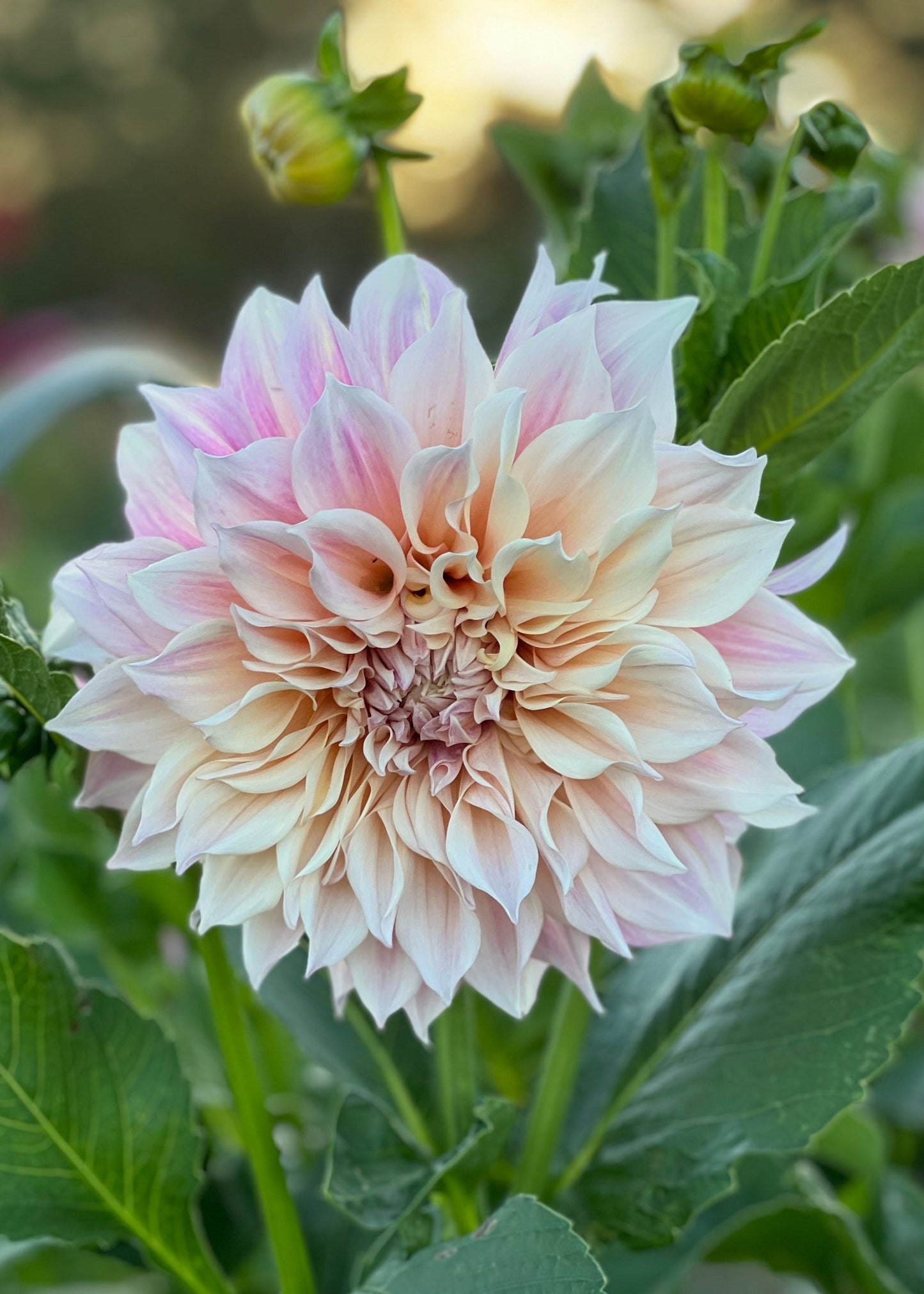 Dahlia 'Cafe au Lait'