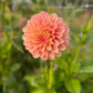 Dahlia 'Floralie Kindness'