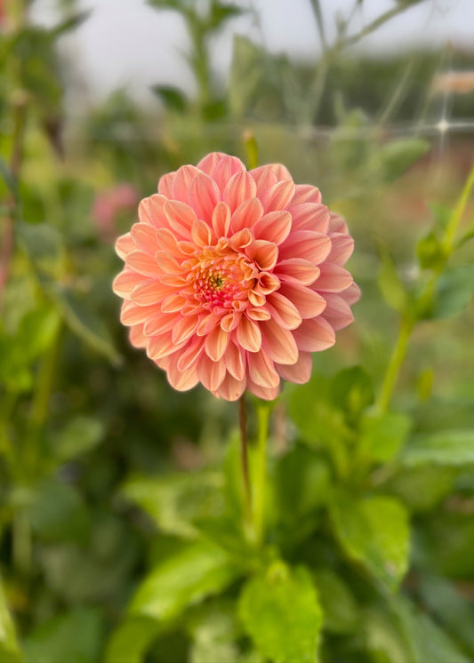 Dahlia 'Floralie Kindness'