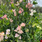 Sweet Pea: Spring Sunshine Peach