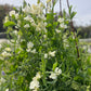 Spencer Icecream sweet pea flowers on green vines, climbing a wire frame.