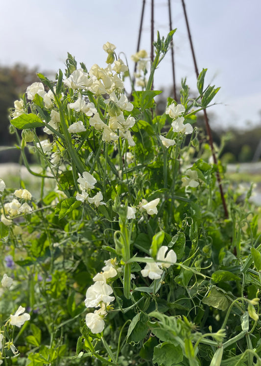Spencer Icecream sweet pea flowers on green vines, climbing a wire frame.