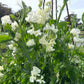 A close up of Spencer Ice-cream sweet pea