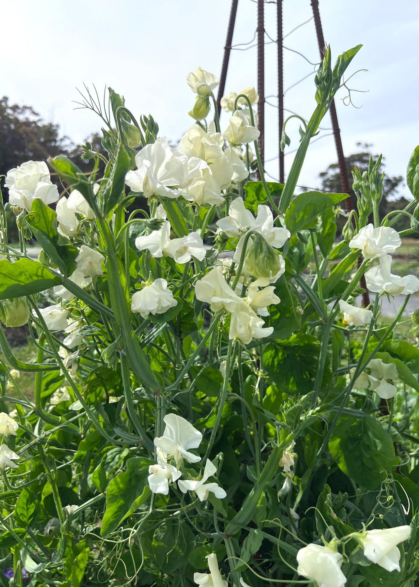 A close up of Spencer Ice-cream sweet pea