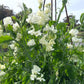 Farmgate Bunches ~ Sweet Peas