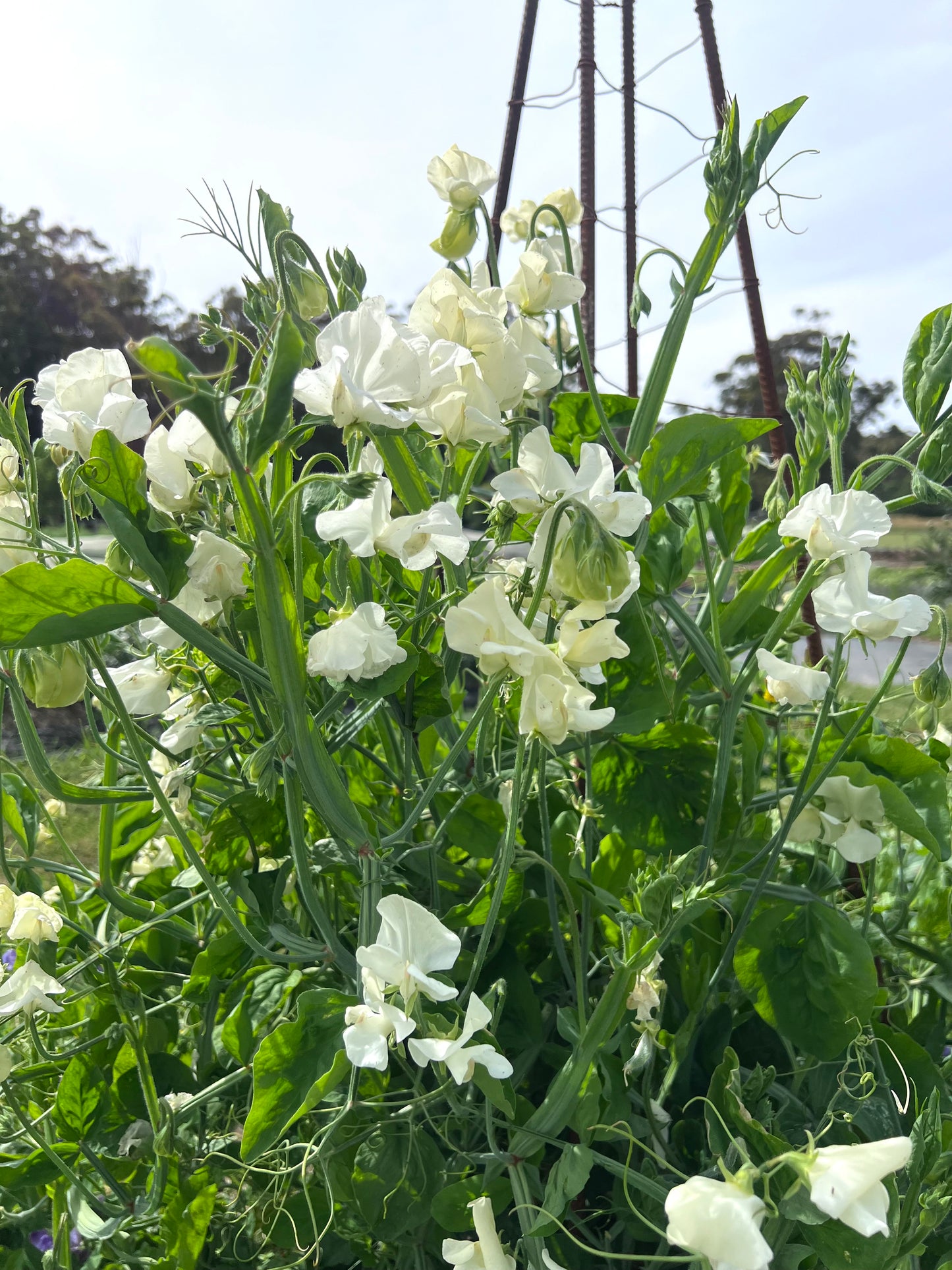 Farmgate Bunches ~ Sweet Peas