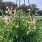 Pale Pink Spring Sunshine Champagne Sweet Pea  climbing a wire spire