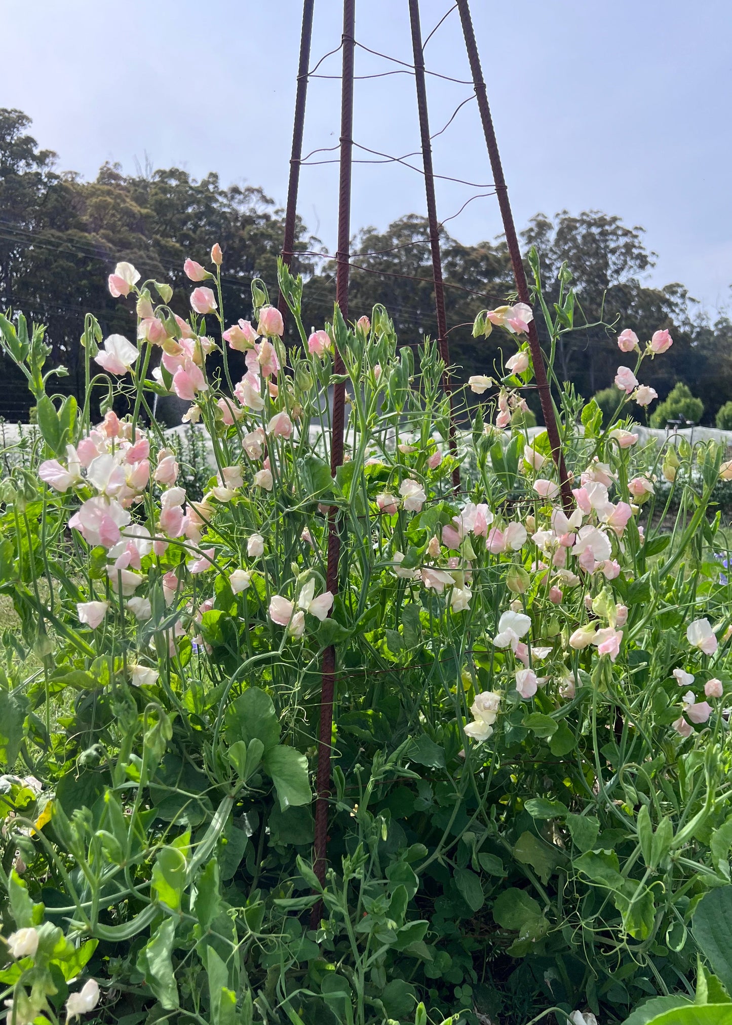 Pale Pink Spring Sunshine Champagne Sweet Pea  climbing a wire spire