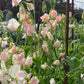A close up of Spring Sunshine Champagne Sweet pea.