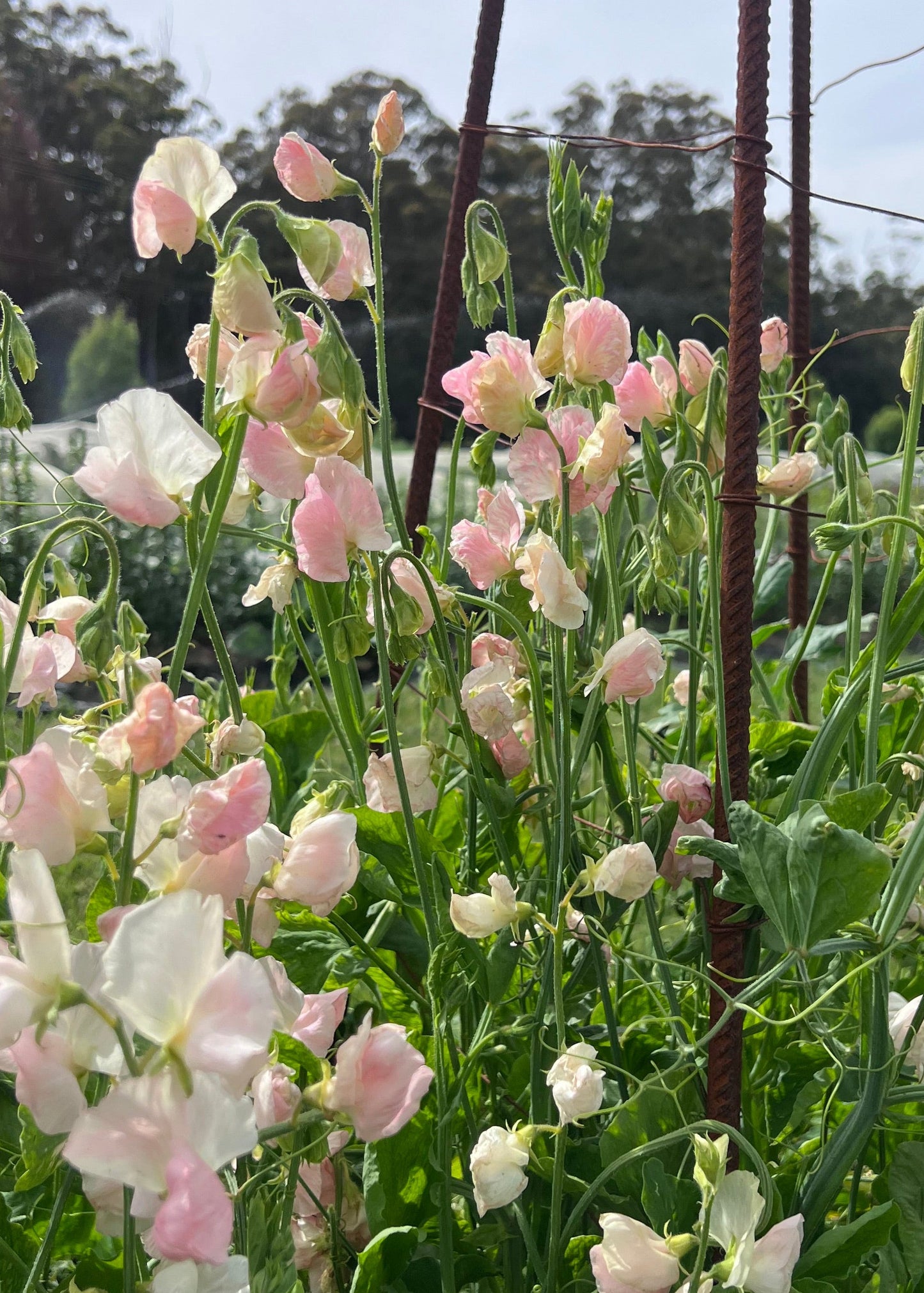 A close up of Spring Sunshine Champagne Sweet pea.