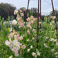 Farmgate Bunches ~ Sweet Peas
