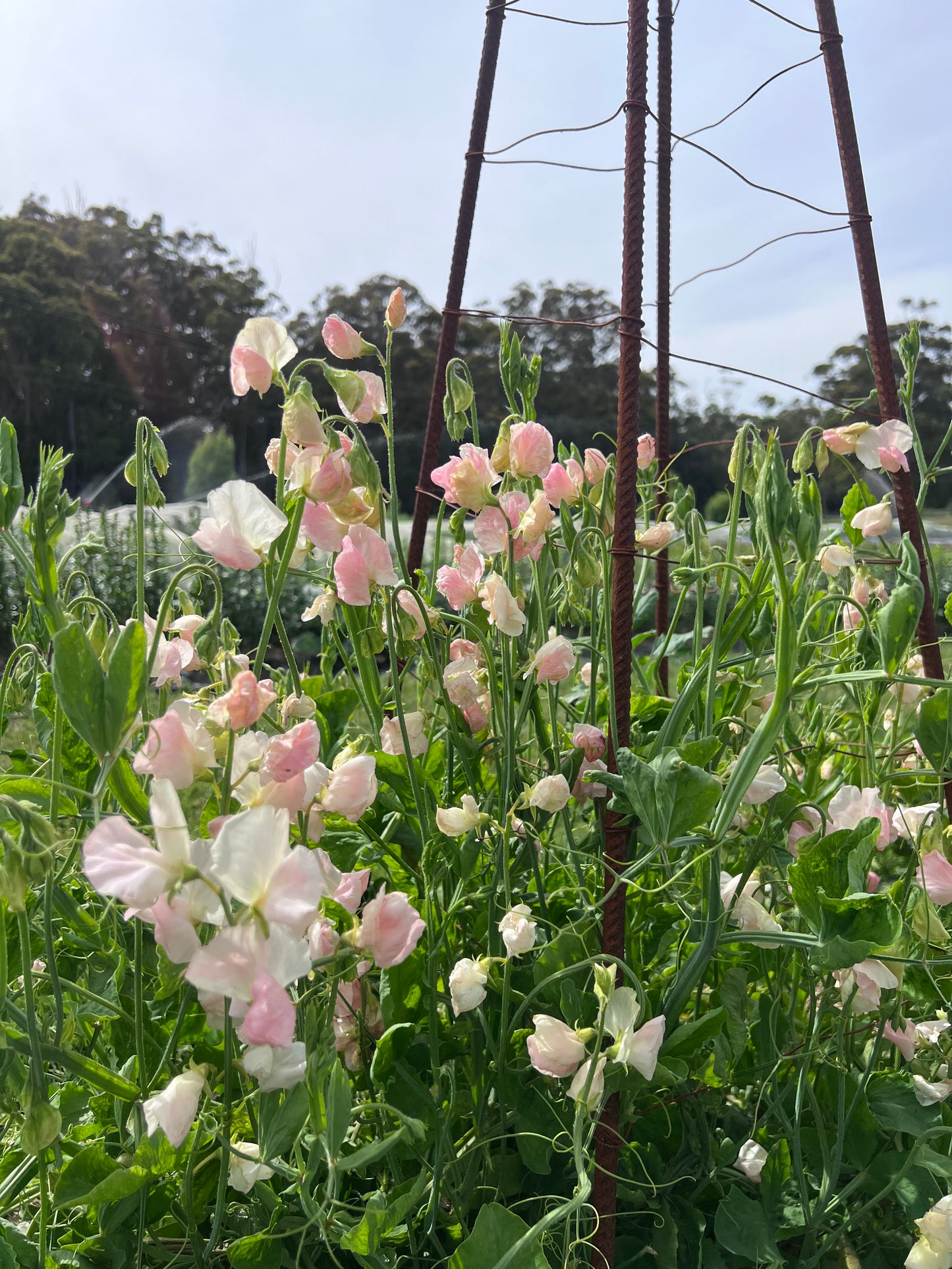 Farmgate Bunches ~ Sweet Peas