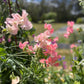 Sweet Pea: Spring Sunshine Peach