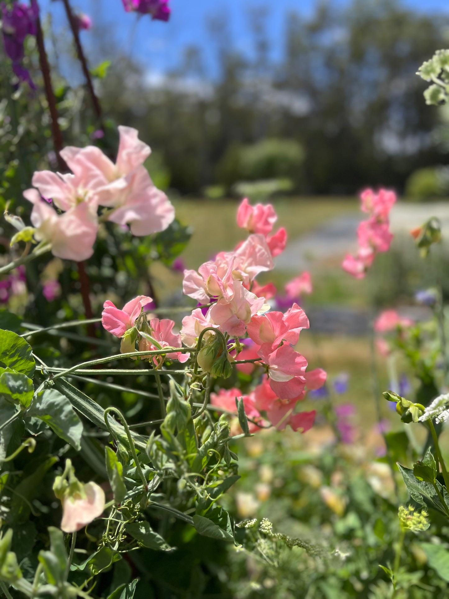 Sweet Pea: Spring Sunshine Peach