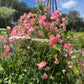 Sweet Pea: Elegance Salmon Cream