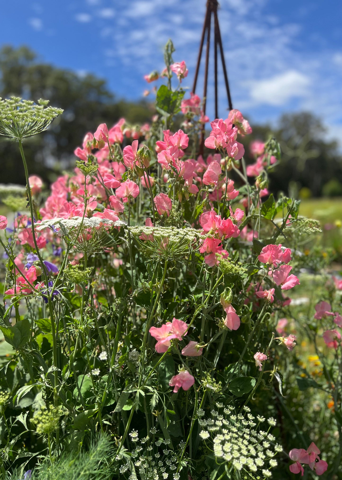 Sweet Pea: Elegance Salmon Cream