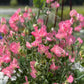Sweet Pea: Elegance Salmon Cream