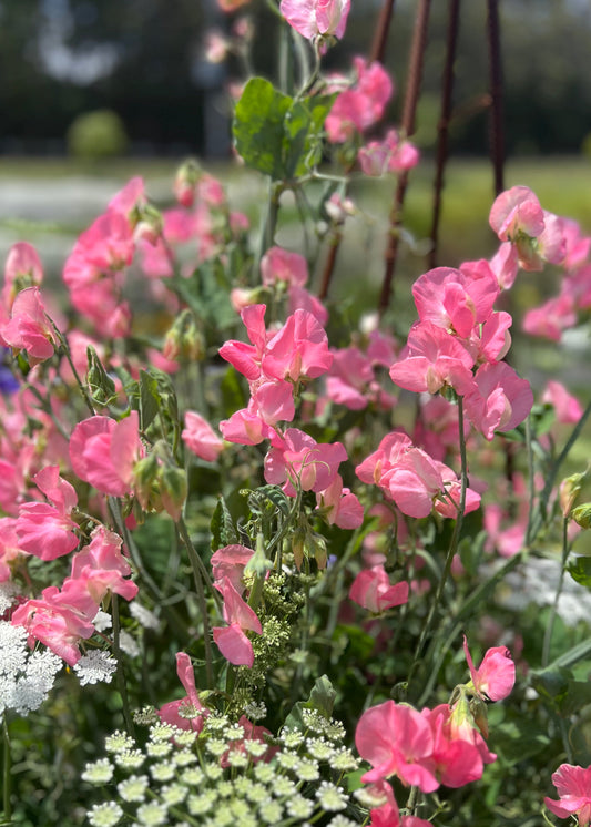 Sweet Pea: Elegance Salmon Cream