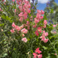 Farmgate Bunches ~ Sweet Peas