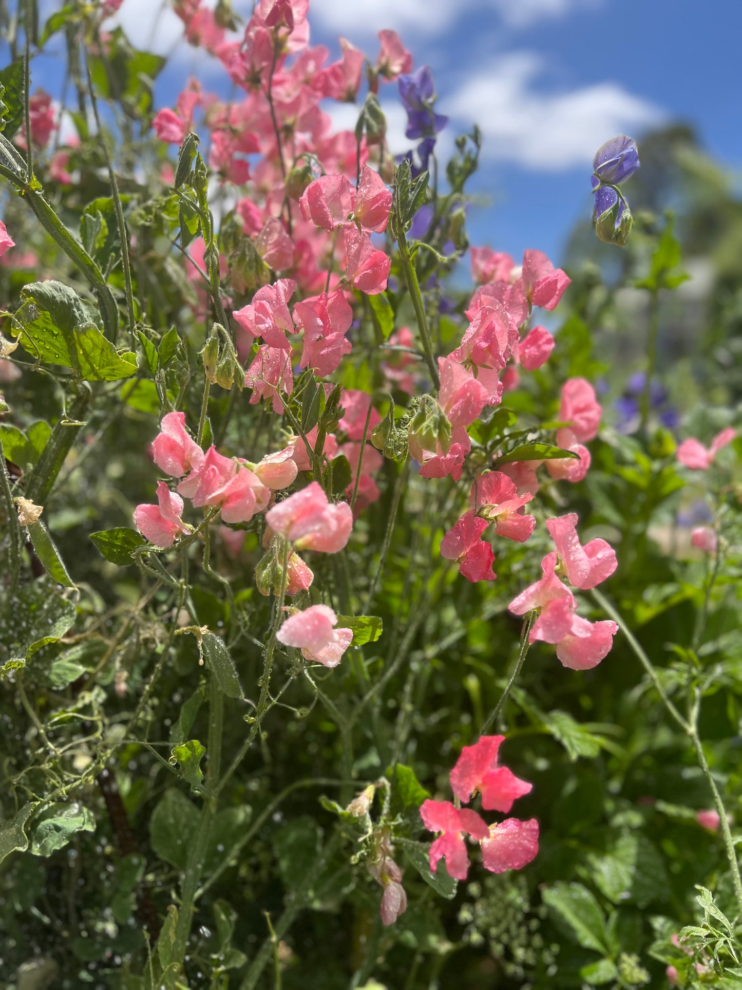 Farmgate Bunches ~ Sweet Peas