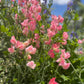 Sweet Pea: Elegance Salmon Cream