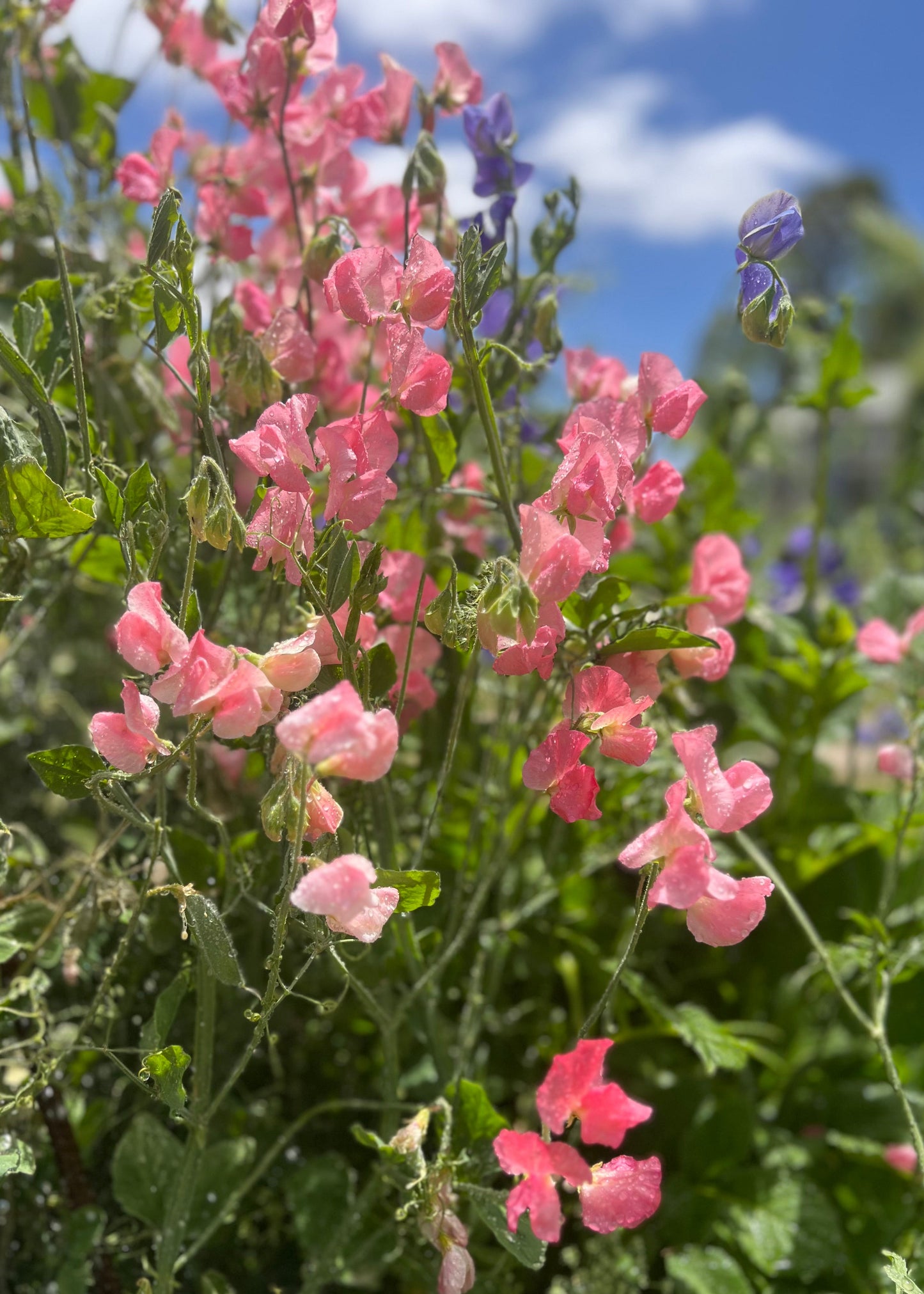 Sweet Pea: Elegance Salmon Cream