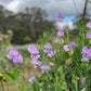 Sweet Pea: Celeste Lavender