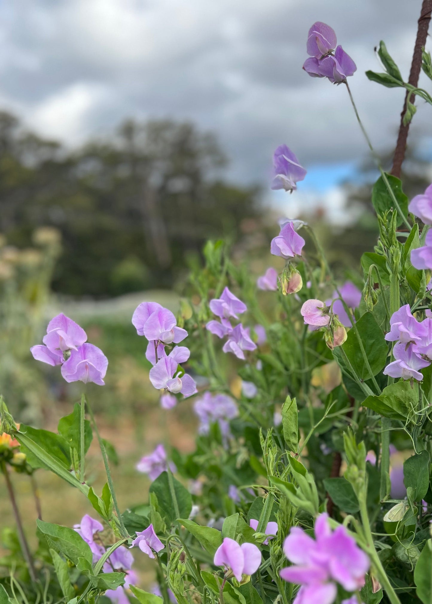 Sweet Pea: Celeste Lavender
