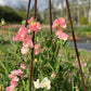 Pink and Pale pink flowers growing on a trellis with a blurred garden background
