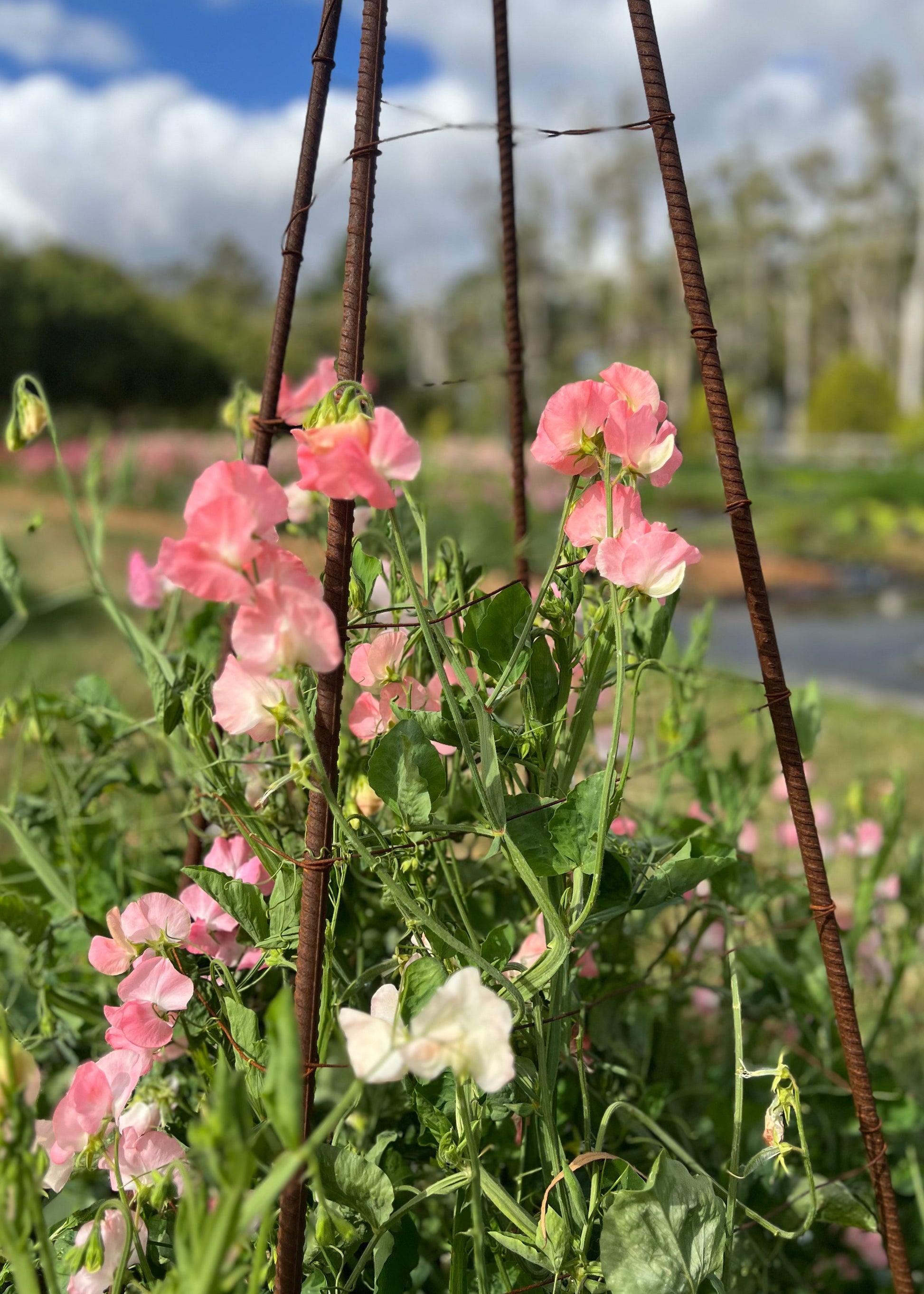 Pink and Pale pink flowers growing on a trellis with a blurred garden background