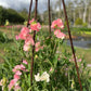 Farmgate Bunches ~ Sweet Peas