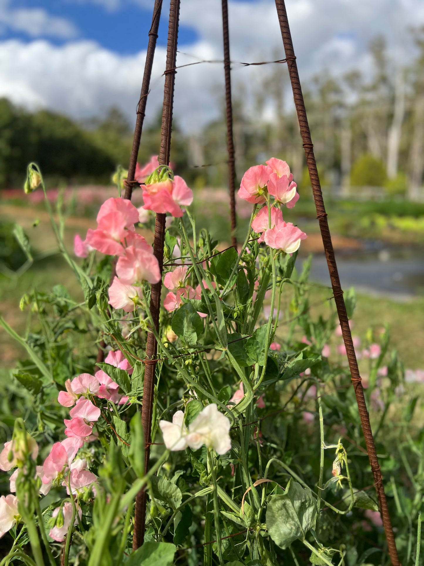 Farmgate Bunches ~ Sweet Peas
