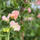 Sweet Pea: Candy Floss