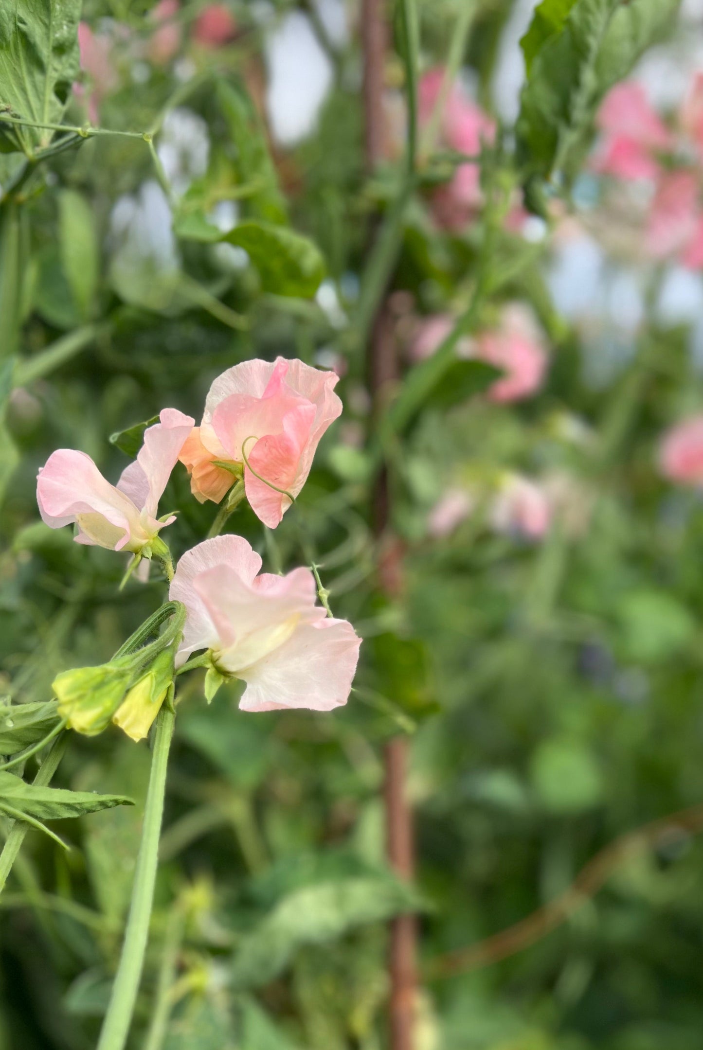 Sweet Pea: Candy Floss