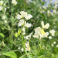 A single stem of Spencer Ice-cream Sweet Pea in a natural setting.