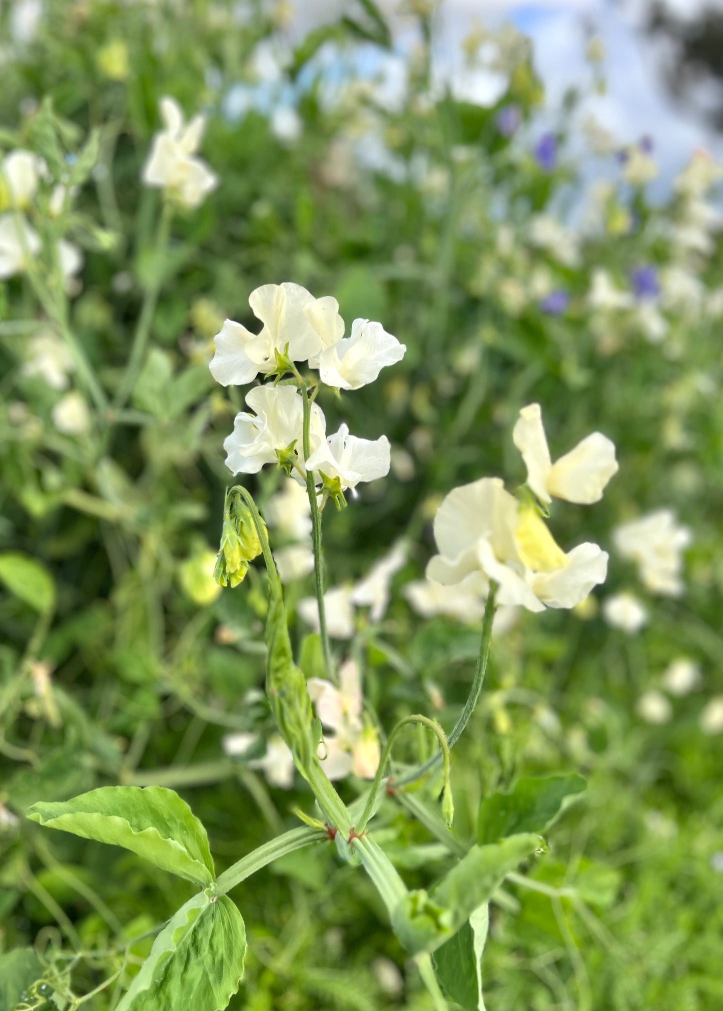 A single stem of Spencer Ice-cream Sweet Pea in a natural setting.