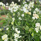 Cascades of the white flower of Spencer Ice-cream Sweet Pea flowering in a garden