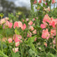 Candy Floss Sweet Pea climbing a garden frame.