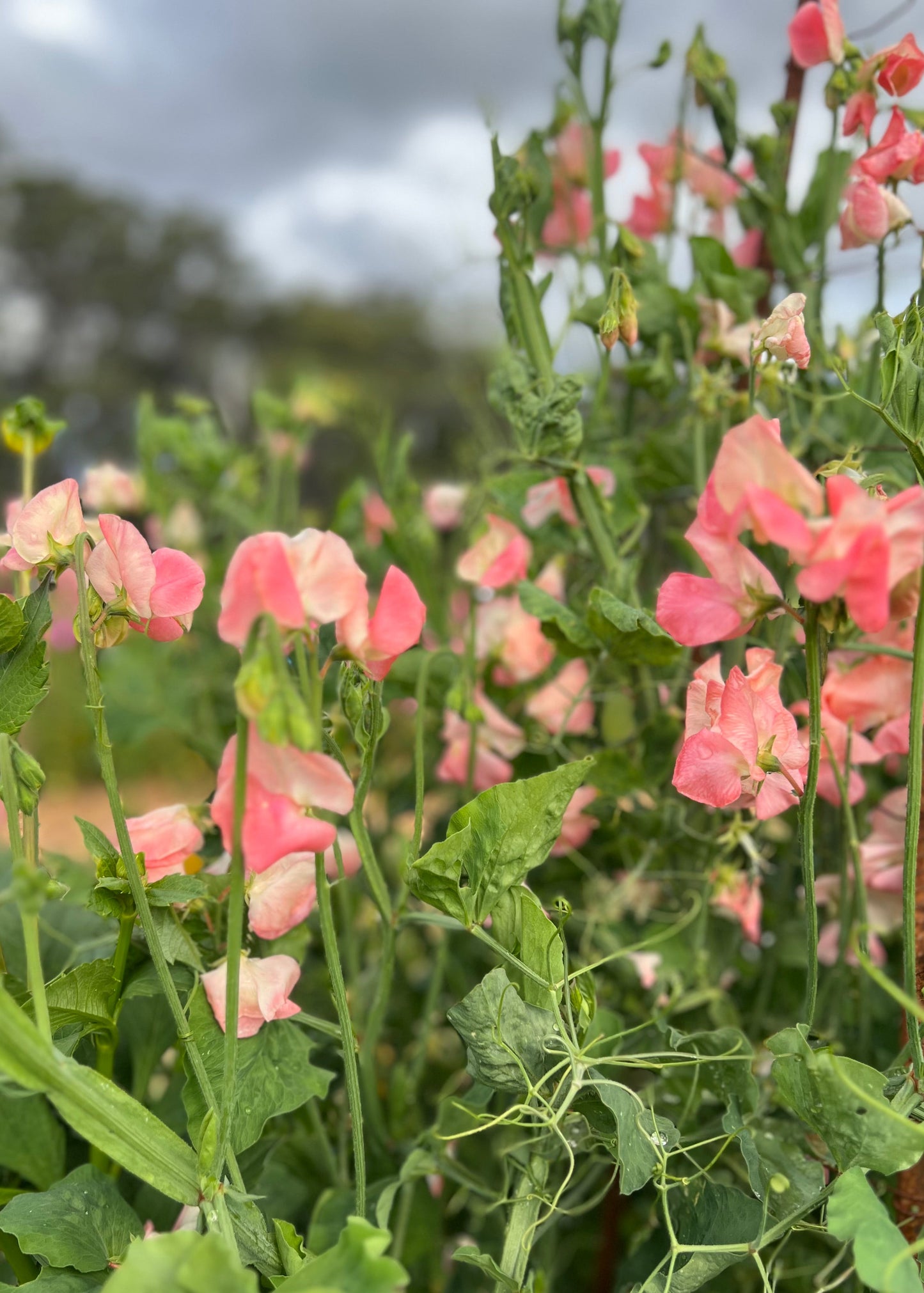 Candy Floss Sweet Pea climbing a garden frame.