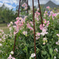 Pink and white flowers with a metal trellis in a garden setting