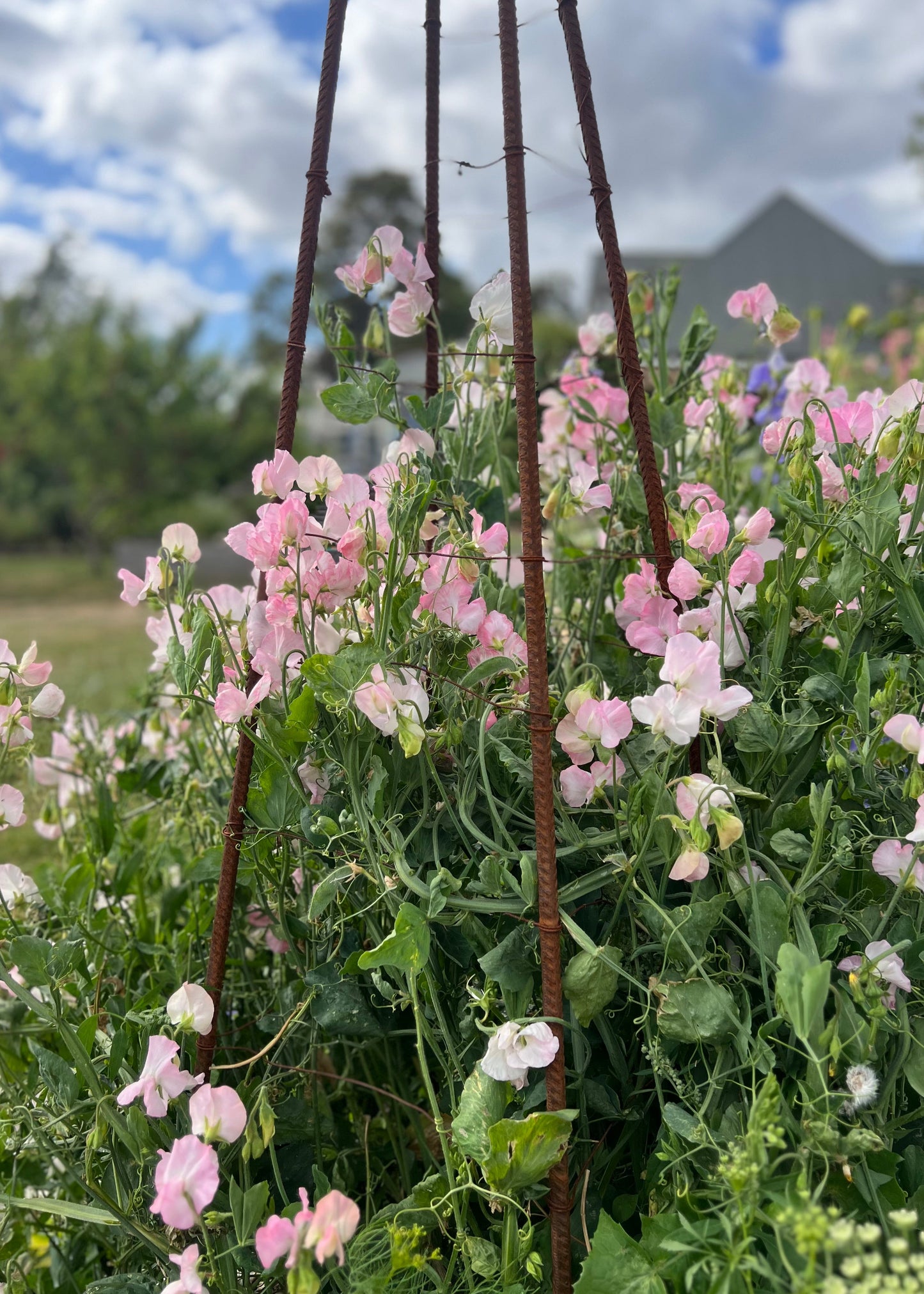Pink and white flowers with a metal trellis in a garden setting